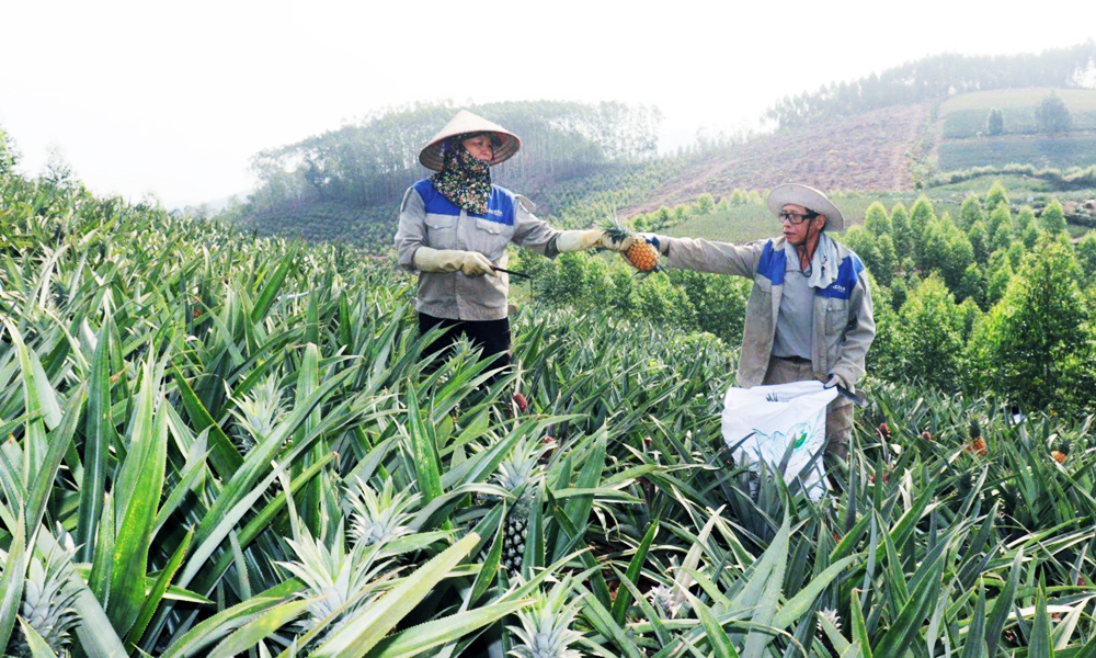  Vốn tín dụng chính sách: “Tiếp sức” phát triển sản phẩm chủ lực khu vực nông thôn